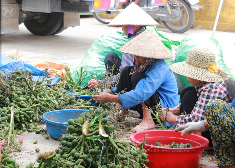 Cau tuoi duoc mua gia 90.000 dong/kg, nhieu loi ich bat ngo-Hinh-3