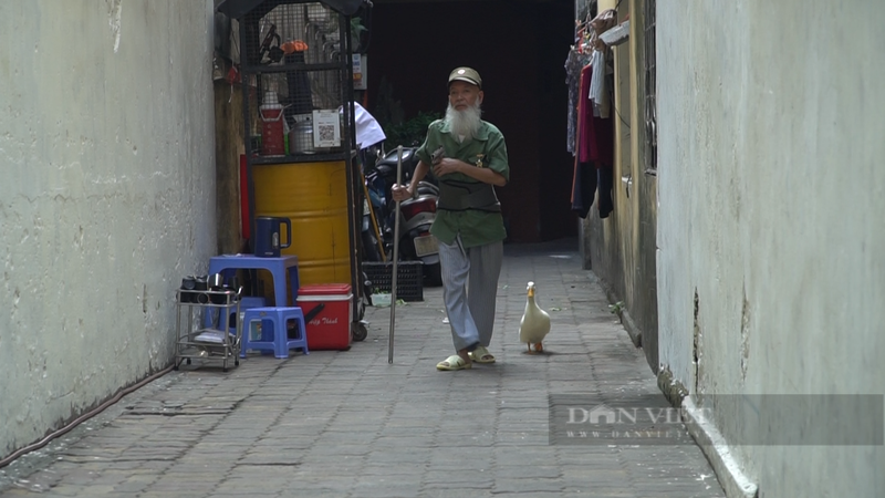 La lung cu ong dat vit di dao khap pho co Ha Noi