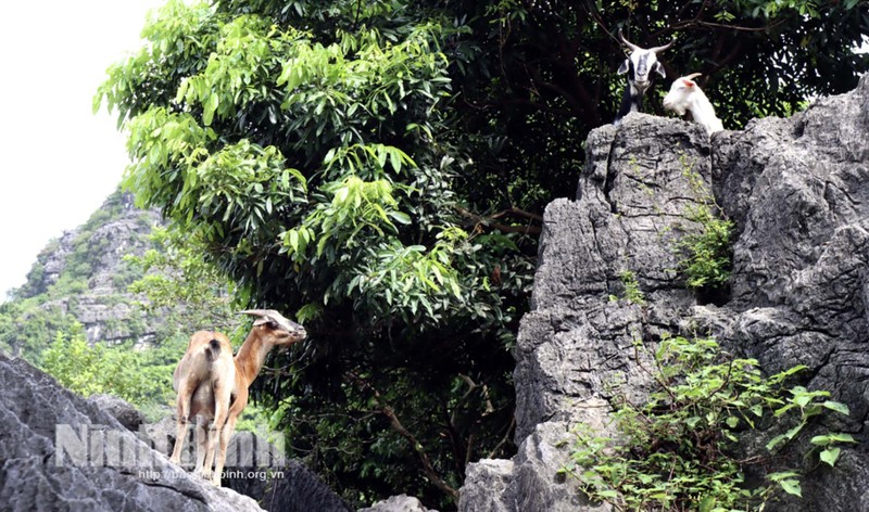 Mon an dac san o Ninh Binh, an la me ngay-Hinh-2