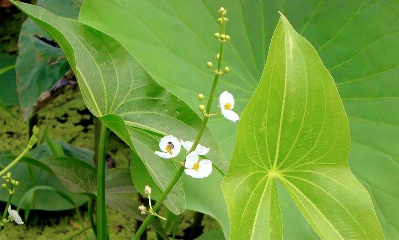 Loai rau dai, la che thuoc, cu lam mon an ngon tuyet