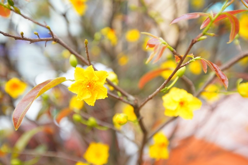 Ha Noi: Mai vang e am, tieu thuong giam gia, xa hang som-Hinh-6