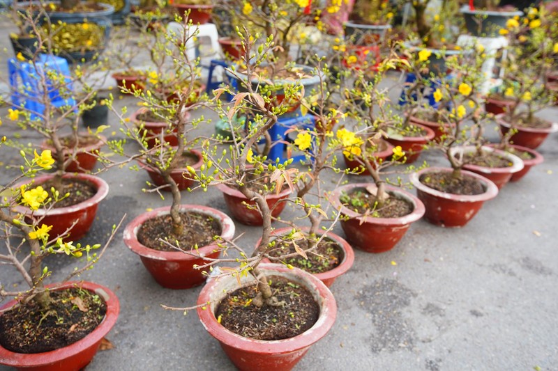 Ha Noi: Mai vang e am, tieu thuong giam gia, xa hang som-Hinh-8