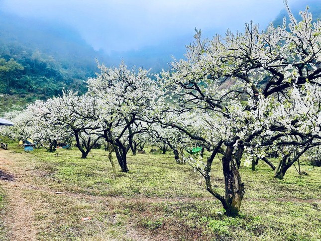 Du khach do xo di ngam hoa man, Moc Chau 