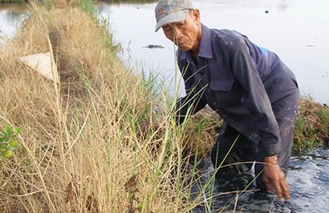 Nong dan soc vi hien tuong chan den thui sau loi ruong