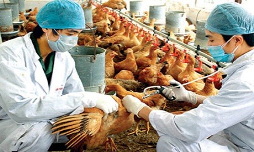 Canh bao nguy co cum A(H7N9) vao Viet Nam