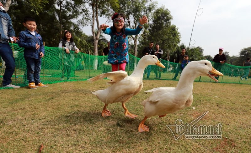 Chiem nguong dan ga khong lo trong vuon hoa lon nhat mien Bac-Hinh-9