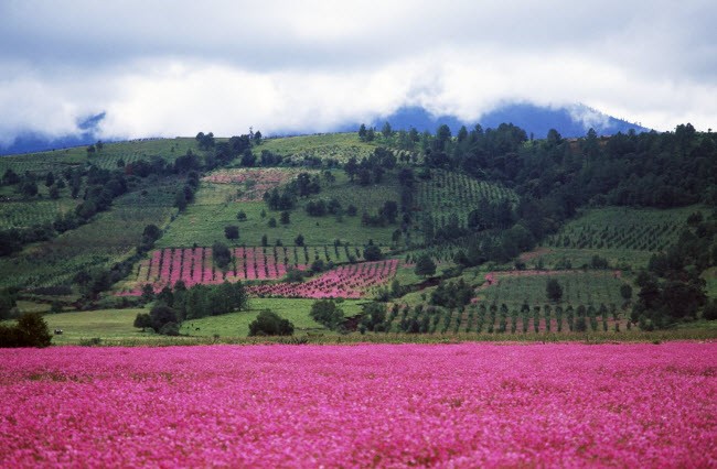 Dung giua bien hoa dep the nay, trai tim sat da cung phai sieu long-Hinh-10