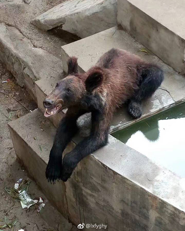 Xot xa gau chi con da boc xuong trong vuon thu