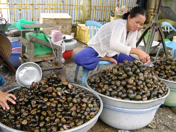 Doc dao nghe san oc dong mua mua, lu o mien Tay-Hinh-10