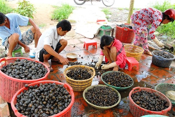 Doc dao nghe san oc dong mua mua, lu o mien Tay-Hinh-2