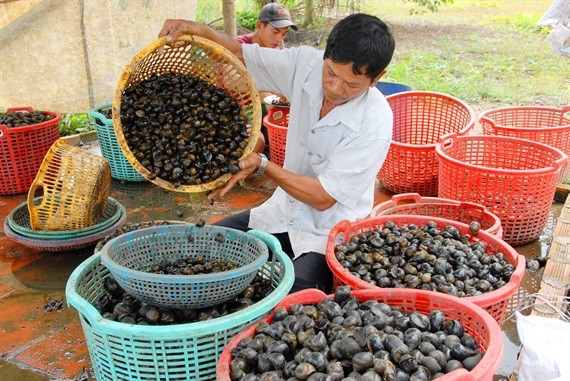 Doc dao nghe san oc dong mua mua, lu o mien Tay-Hinh-7