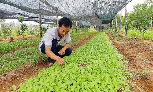 Tu choi hoc bong tien si Uc, ban nha, len nui trong rau huu co