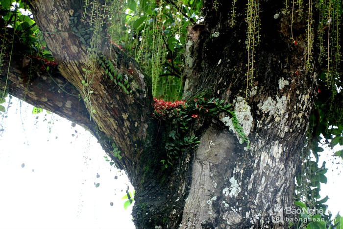 Loc vung co thu cao 19m, hai nguoi moi om het, gia nua ty khong ban-Hinh-6