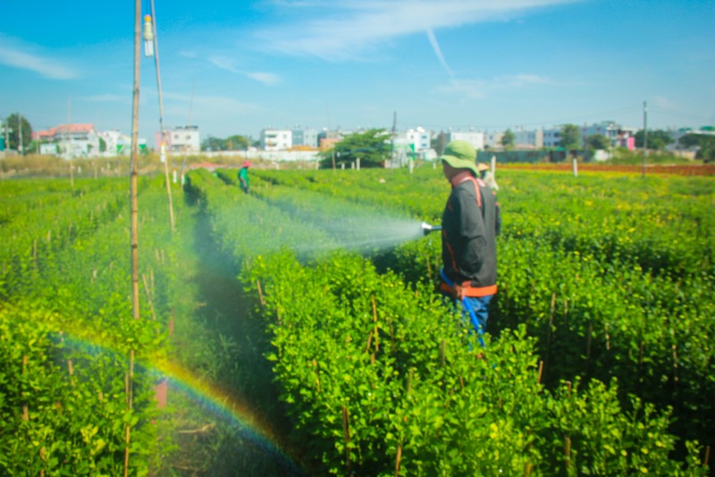 Lang hoa Sai Gon tat bat nhung ngay giap Tet Canh Ty 2020-Hinh-11