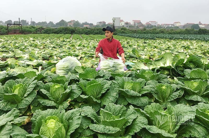 Ban 1 sao rau dut tui 2 chi vang, nong dan mung roi nuoc mat