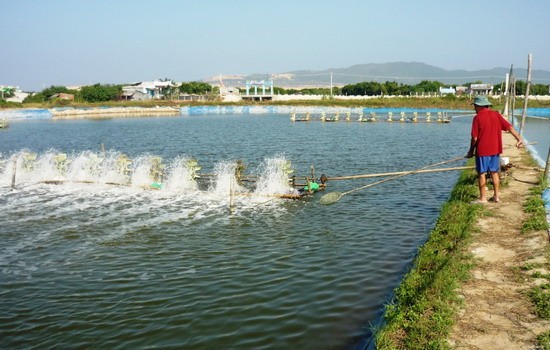 Bang chung Pho Giam doc BQL o Bac Lieu bi to an cap ban quyen... lam giau?