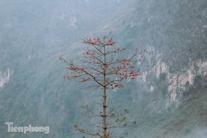 Hoa gao do ruc tren cao nguyen da Ha Giang khien nao long nguoi-Hinh-10