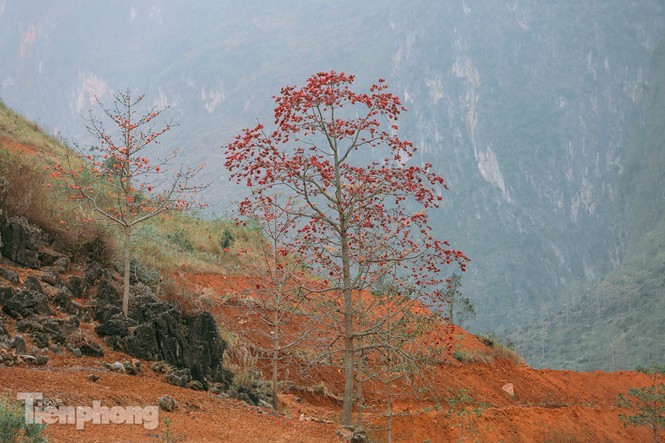 Hoa gao do ruc tren cao nguyen da Ha Giang khien nao long nguoi-Hinh-11