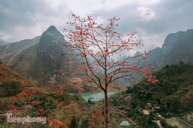 Hoa gao do ruc tren cao nguyen da Ha Giang khien nao long nguoi-Hinh-2