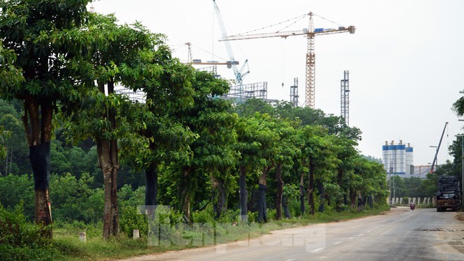 Tram cay hoa sua trong chong mui hoi tren bai rac Nam Son gio ra sao?-Hinh-8