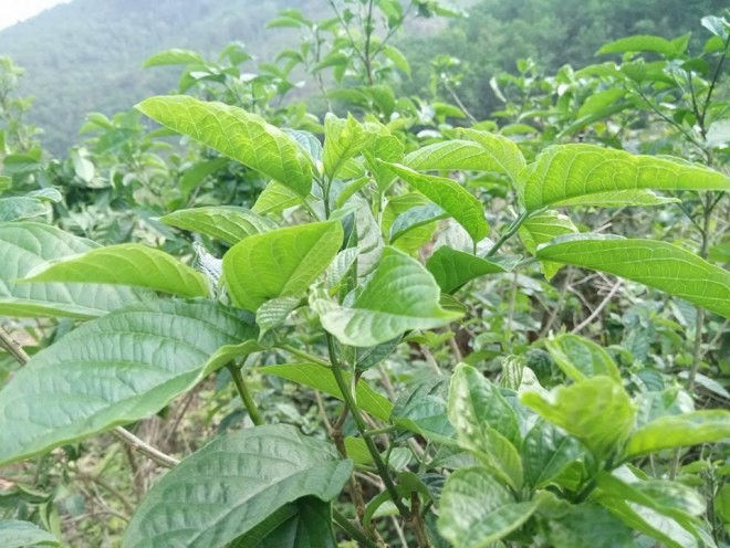 Thu rau rung la nhan nhan dang, nhieu khi co tien khong mua duoc