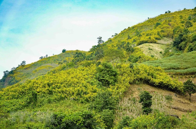 Hoa da quy ruc ro phu vang ruc ro khap nui doi Dien Bien-Hinh-6