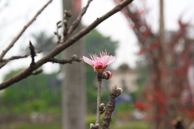 Lo dao dan tem dau tien xuong Ha Noi phuc vu Tet Nguyen dan-Hinh-9