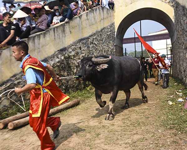 Lo bi kip de trau choi mat long song soc, huc nhu dien tren soi dau-Hinh-4