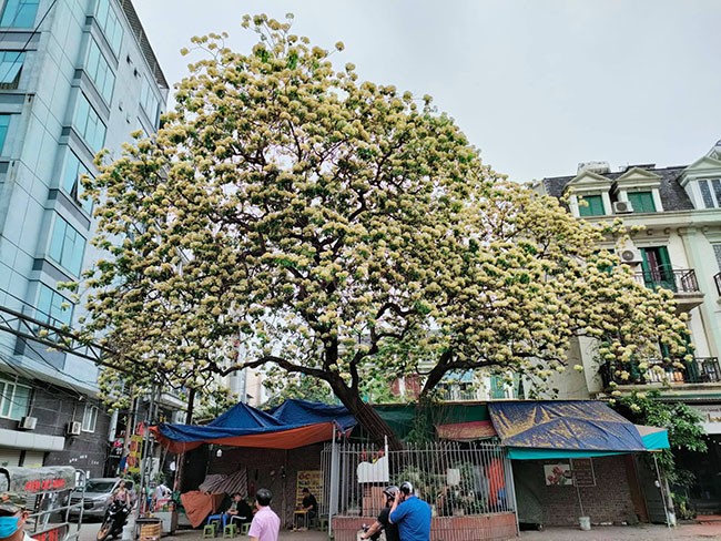 Vi sao nguoi dan Ha Noi xon xao truoc cay hoa bun tram nam tuoi?-Hinh-2