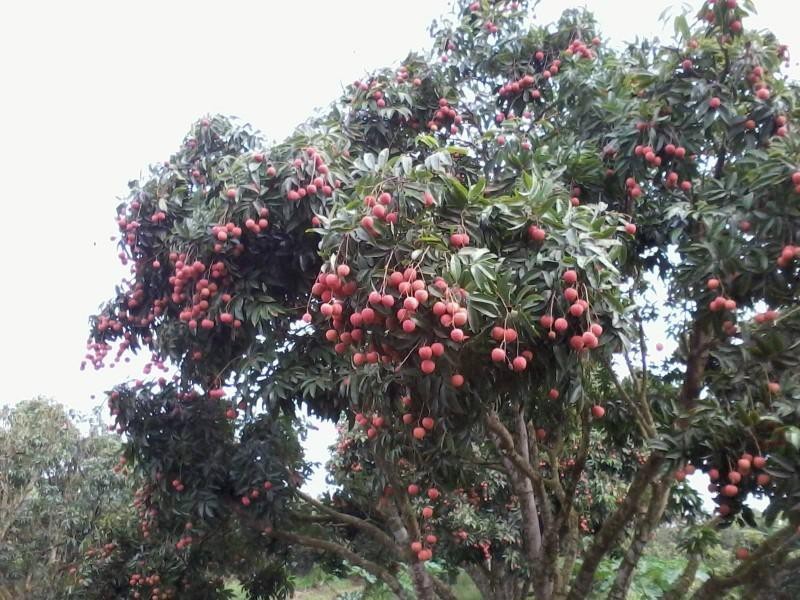 Tin nong ngay 21/5: Nam thanh nien dam ba va chi nguoi yeu thuong vong-Hinh-2