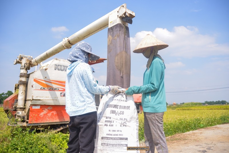 Nong dan Ha Noi tat bat gat lua giua cai nang nhu thieu nhu dot-Hinh-5