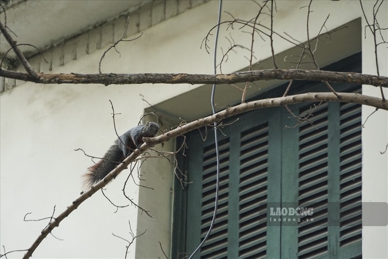 Hoang tan biet thu cong vu cuu Chu tich Ha Noi tung o-Hinh-13