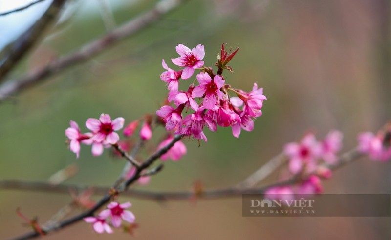 Hoa “To Day” khoe sac xua gia lanh ngay dong tren Mu Cang Chai-Hinh-2