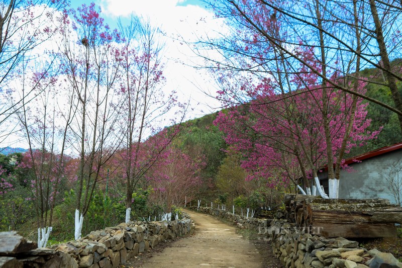 Hoa “To Day” khoe sac xua gia lanh ngay dong tren Mu Cang Chai-Hinh-3