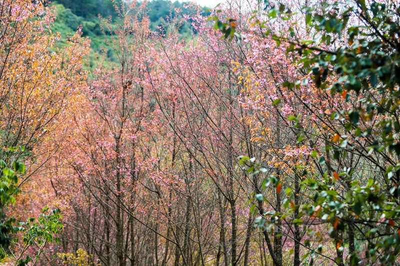 Hoa “To Day” khoe sac xua gia lanh ngay dong tren Mu Cang Chai-Hinh-5