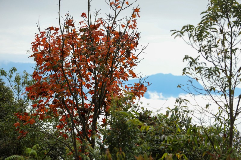 Hoa “To Day” khoe sac xua gia lanh ngay dong tren Mu Cang Chai-Hinh-7