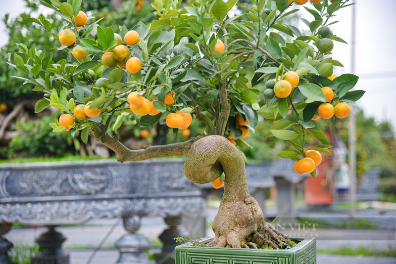 Quat bonsai ghep go lua duoc chu vuon dinh gia ca tram trieu dong o Ha Noi-Hinh-10