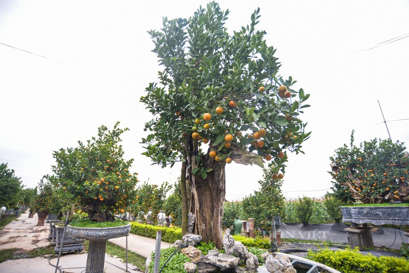 Quat bonsai ghep go lua duoc chu vuon dinh gia ca tram trieu dong o Ha Noi-Hinh-4