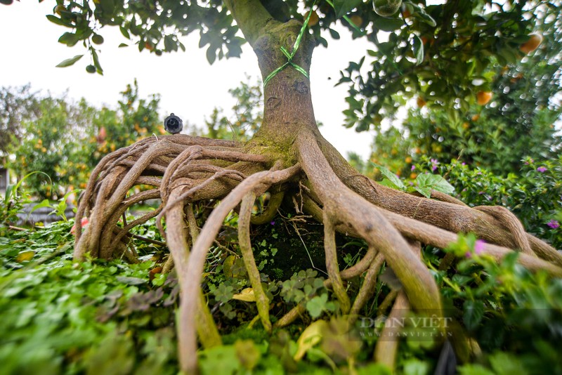 Quat bonsai ghep go lua duoc chu vuon dinh gia ca tram trieu dong o Ha Noi-Hinh-8