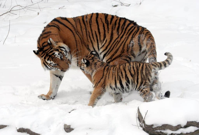 6 loài hổ quý hiếm nhất hành tinh - Ảnh 10.