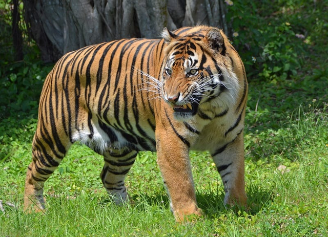 6 loài hổ quý hiếm nhất hành tinh - Ảnh 8.