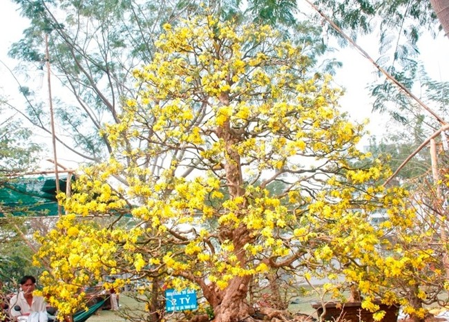 Da mat ngam nhung cay dao, mai “khung” nhat Viet Nam-Hinh-15