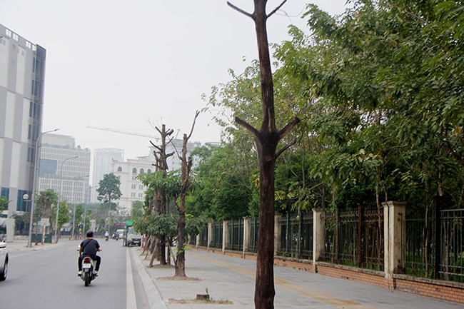 Ha Noi: Hang loat cay xanh chet kho tren duong Truong Cong Giai-Hinh-4