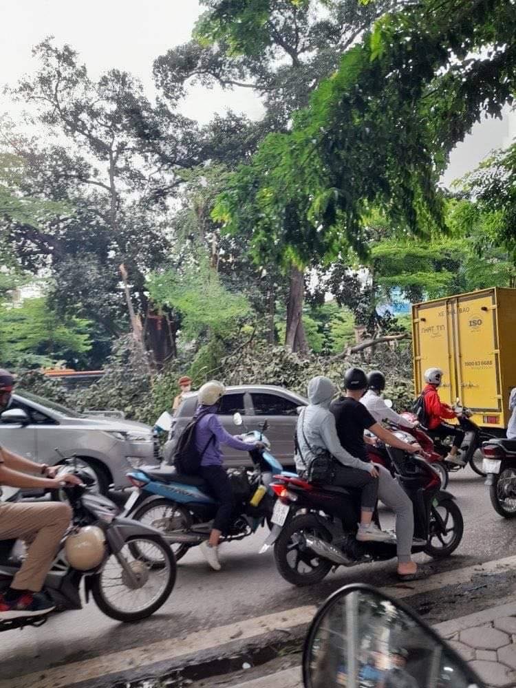 Ha Noi: Cay da co thu gay canh chan ngang duong, giao thong un tac-Hinh-4