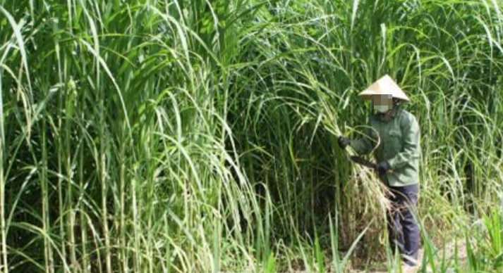 Xac ba cu duoi gieng to nghich tu hiep dam em gai ong noi-Hinh-2