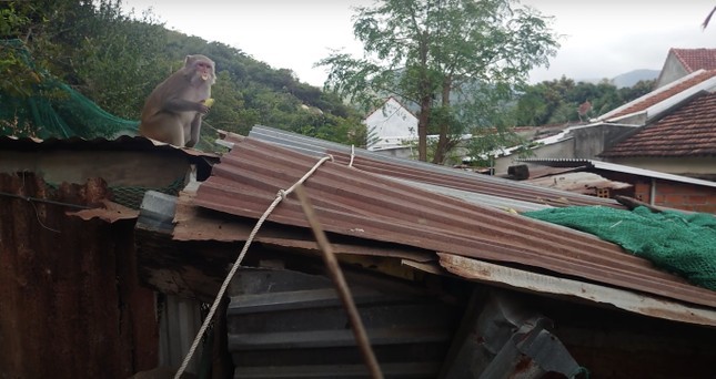 Khanh Hoa: Dan khi khoang 200 con tran xuong pha nha dan