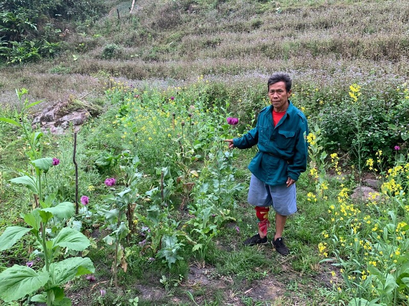 Lai Chau: Phat hien 2 doi tuong len lut trong hon 2.000 cay phien