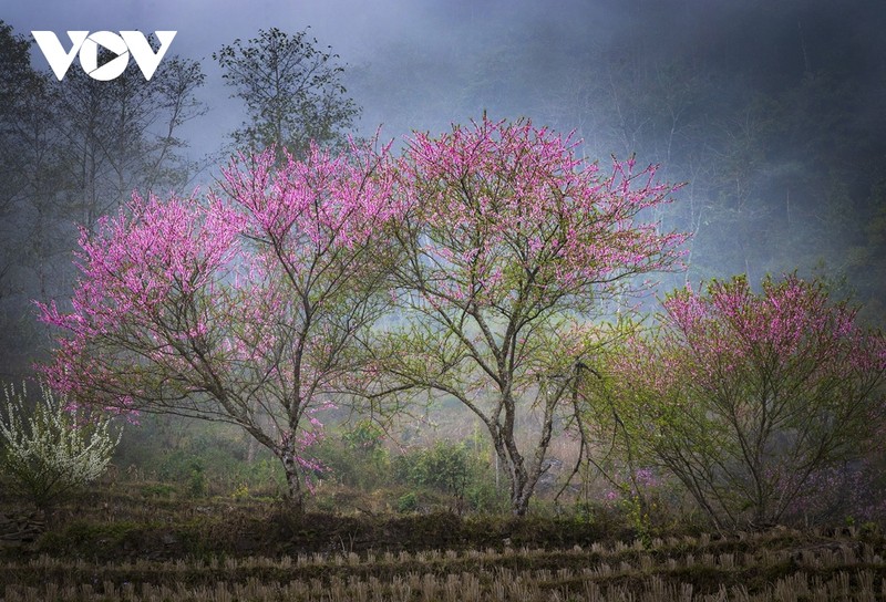 Y Ty mua hoa dao lam say dam long nguoi-Hinh-3