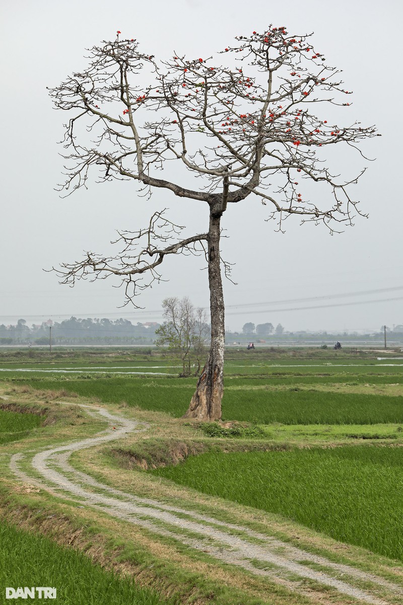 Ruc ro hoa gao thang 3-Hinh-4