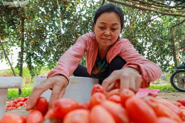 Nhot mua tai vuon re beo, tieu thuong ban dat gap 5 lan-Hinh-8